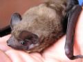 Nyctalus sp.